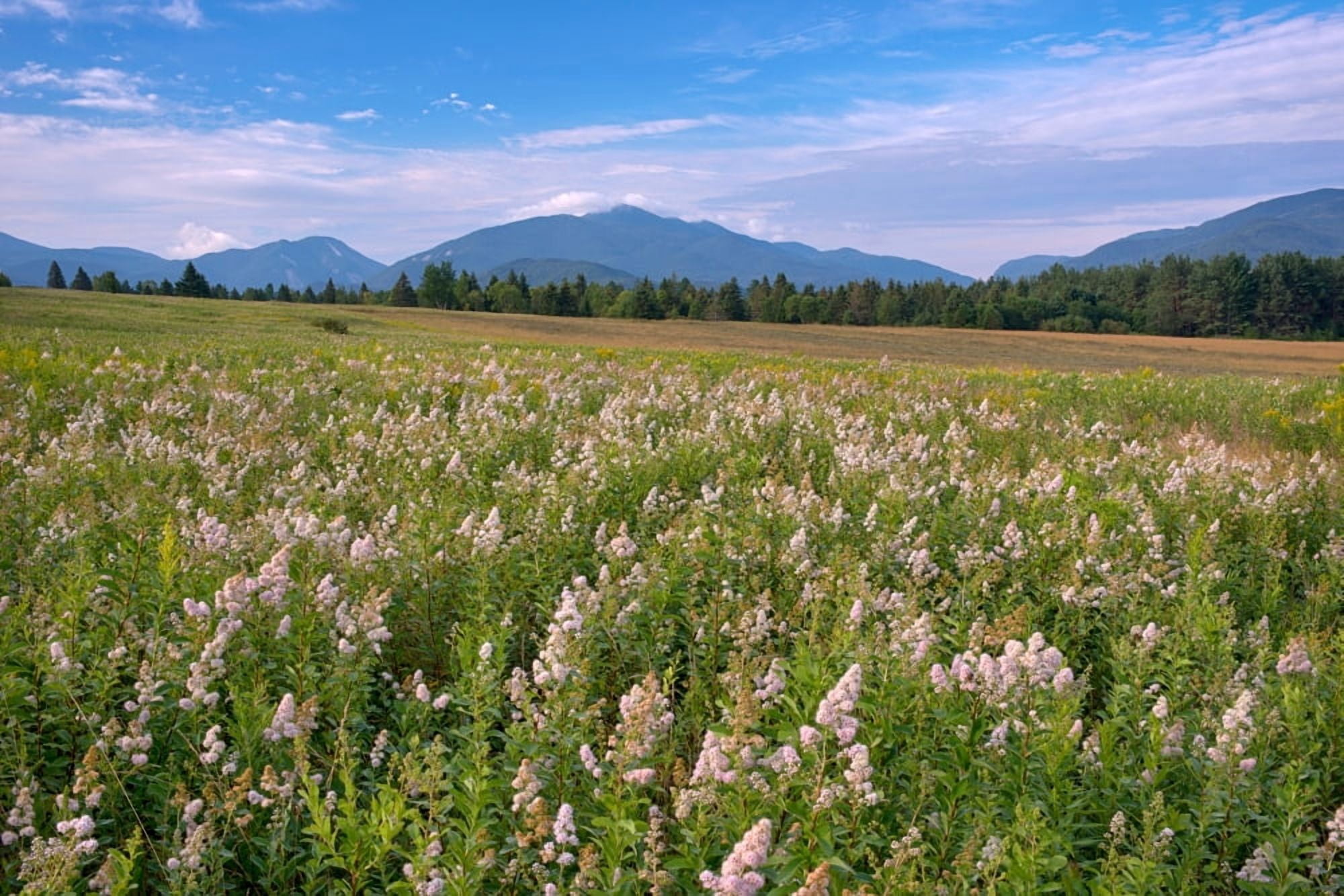 Meadowsweet flowers adorning the Plains of Abraham Adirondack Park New York State USA Canvas Art - Panoramic Images (36 x 12)