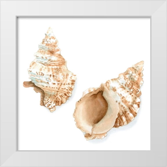 Meagher, Megan 12x12 White Modern Wood Framed Museum Art Print Titled - Watercolor Shells VII