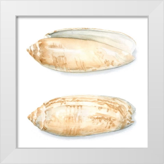 Meagher, Megan 12x12 White Modern Wood Framed Museum Art Print Titled - Watercolor Shells V