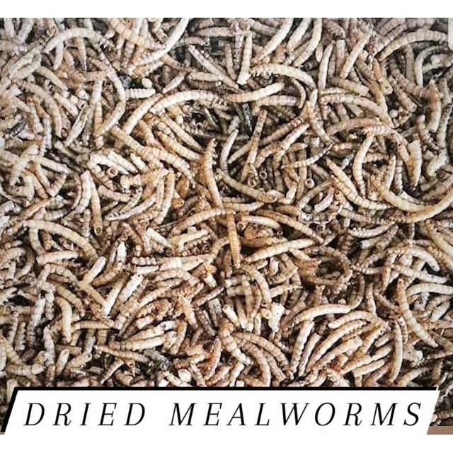 Mealworms Freeze Dried Bulk for Chickens and/or Fish Choose Size