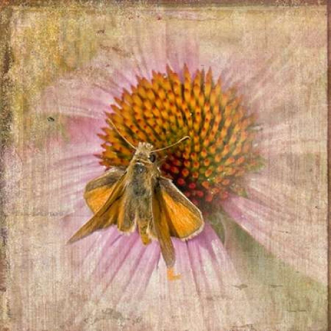 Mealy Moth Canvas Art - Ramona Murdock (24 x 24)