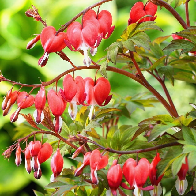 Meaning Happiness And Beauty Bleeding Hearts A Good Gift Bleeding