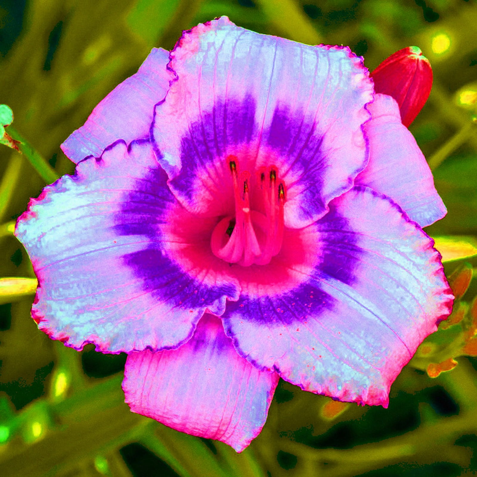 Meaning of Happiness and Wealth - Daylily - A Good Gift - Daylily Bulbs