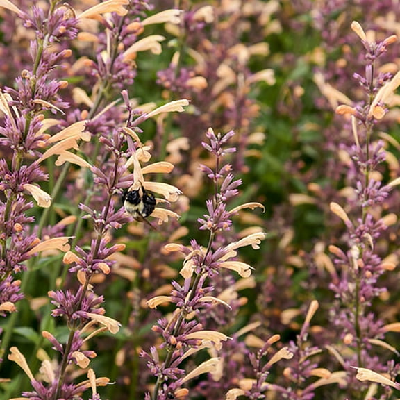 Meant to Bee Queen Nectarine Hummingbird Mint Agastache Hyssop - Gallon Pot