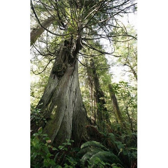 Meares Island British Columbia Canada - Cedar & Fir Trees Poster Print - Large - 24 x 38