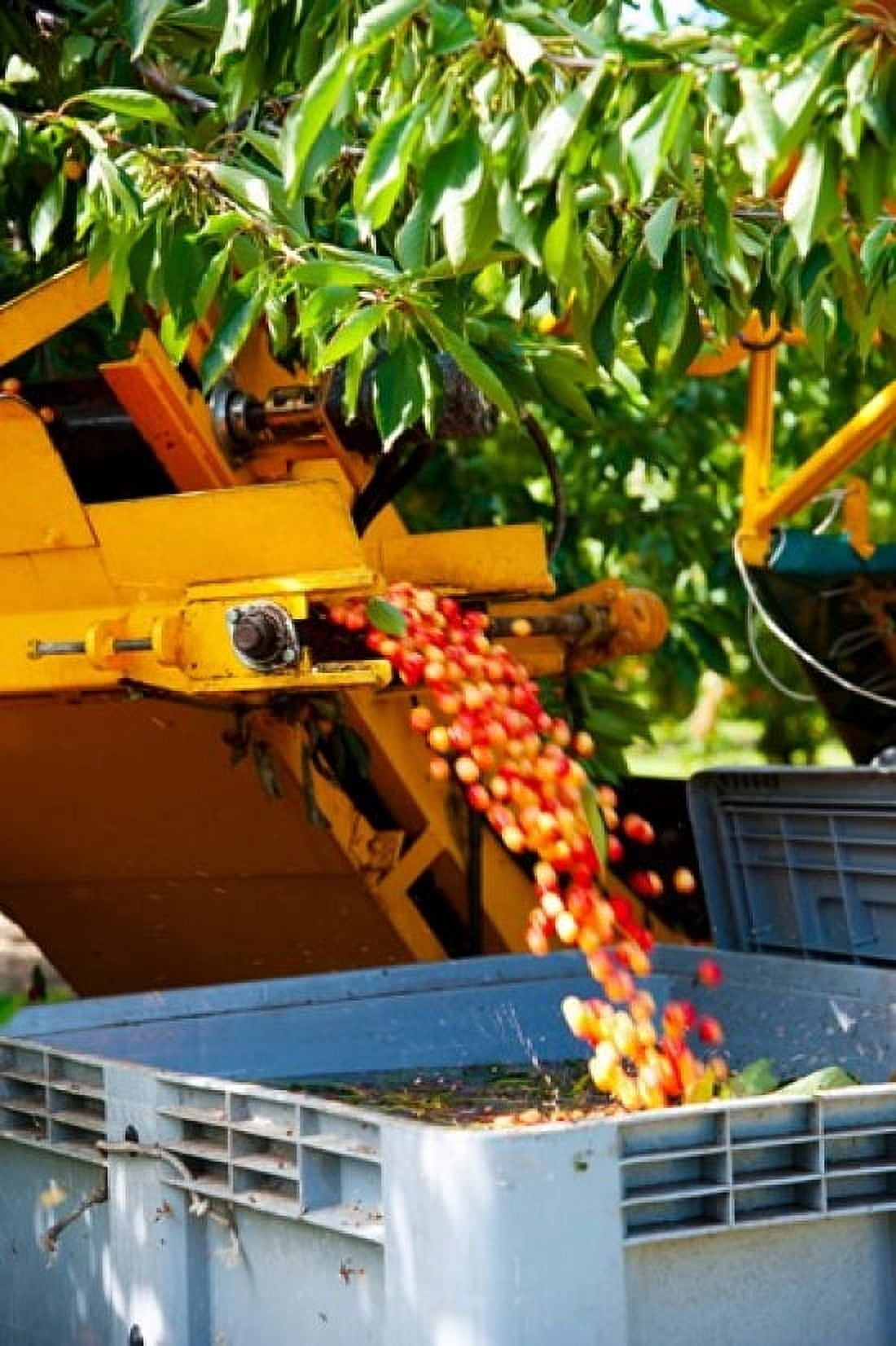 Mechanical harvester dislodging cherries into large plastic tub Cucuron Vaucluse Provence-Alpes-Cote dAzur France Canvas Art - Panoramic Images (24 x 36)