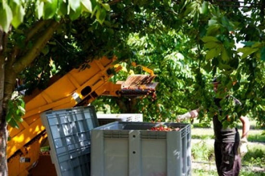 Mechanical harvester dislodging cherries into large plastic tub Cucuron Vaucluse Provence-Alpes-Cote dAzur France Canvas Art - Panoramic Images (36 x 24)