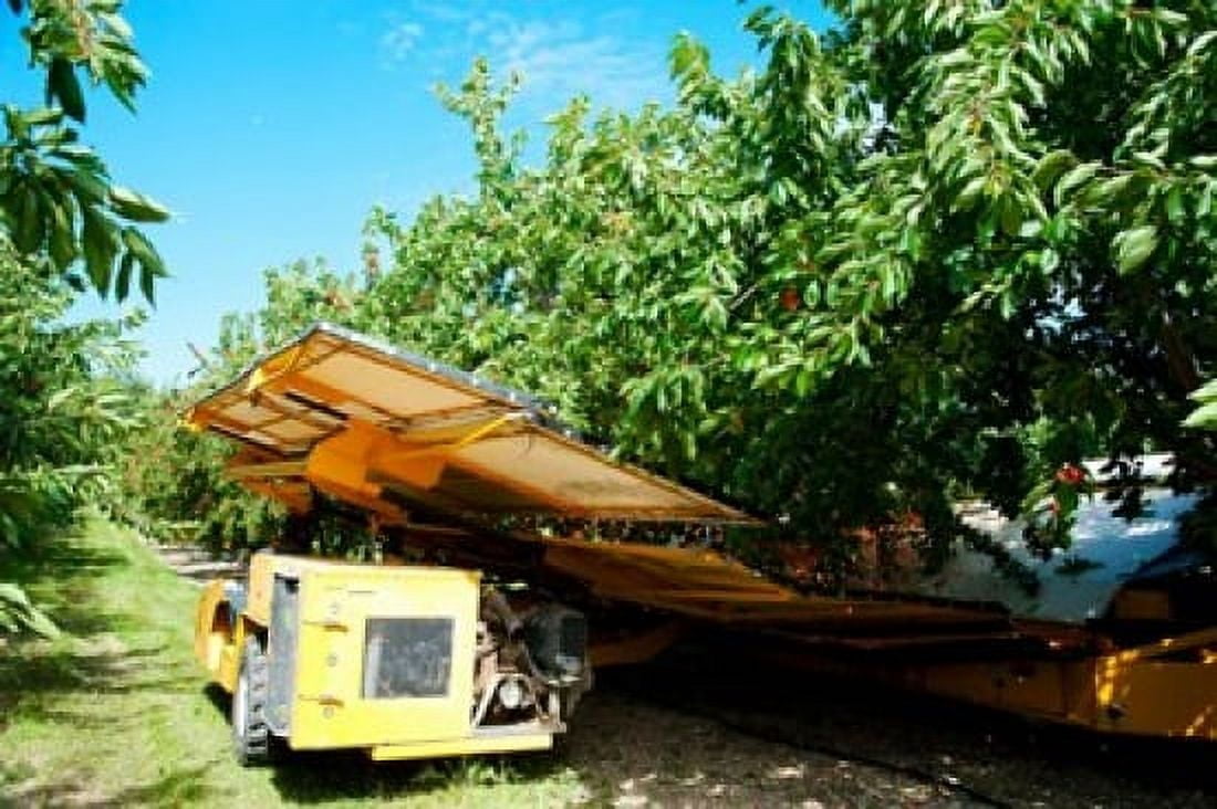 Mechanical harvester dislodging cherries into large plastic tub Cucuron Vaucluse Provence-Alpes-Cote dAzur France Canvas Art - Panoramic Images (36 x 24)