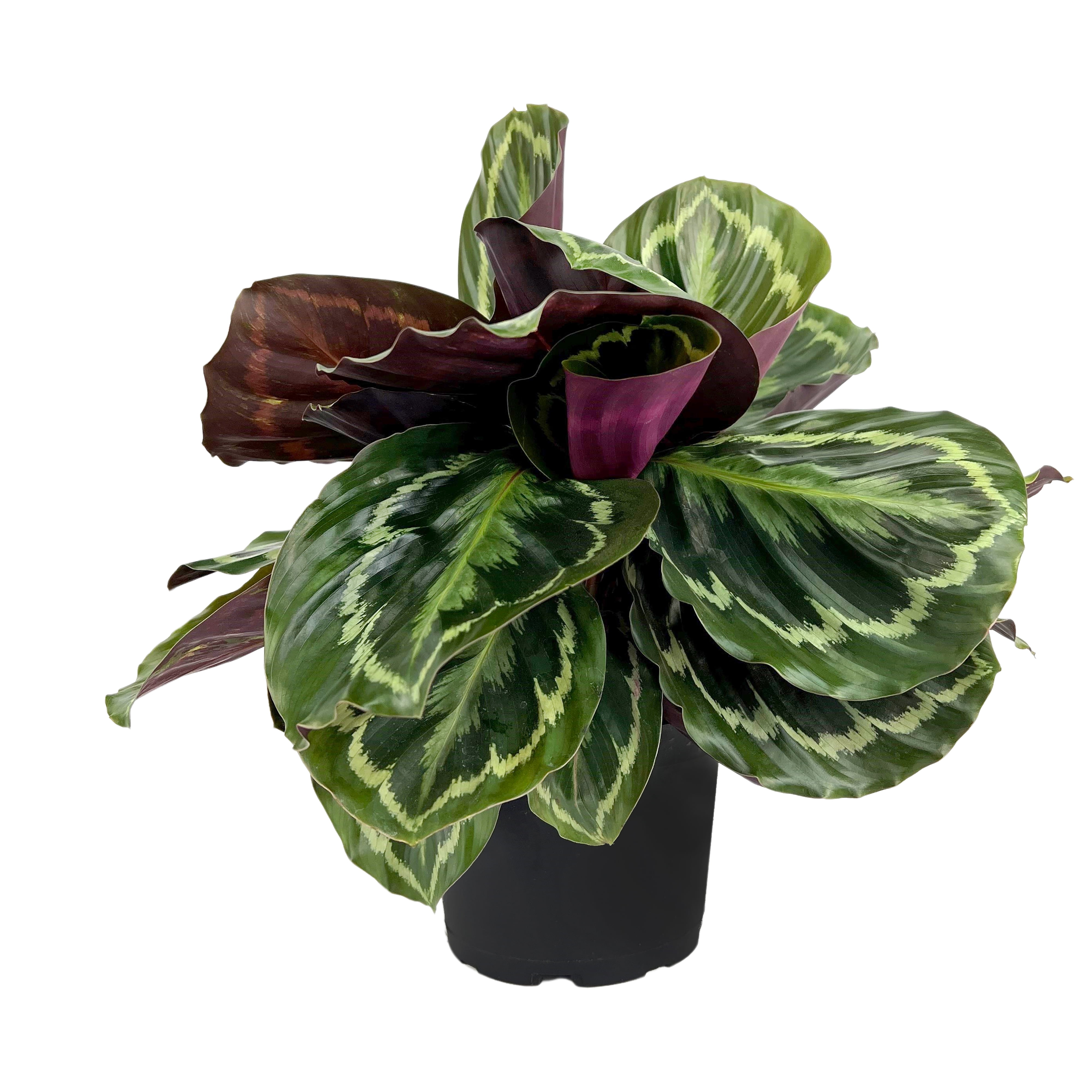 Calathea Medallion Indoor Plant in Black Plastic Planter