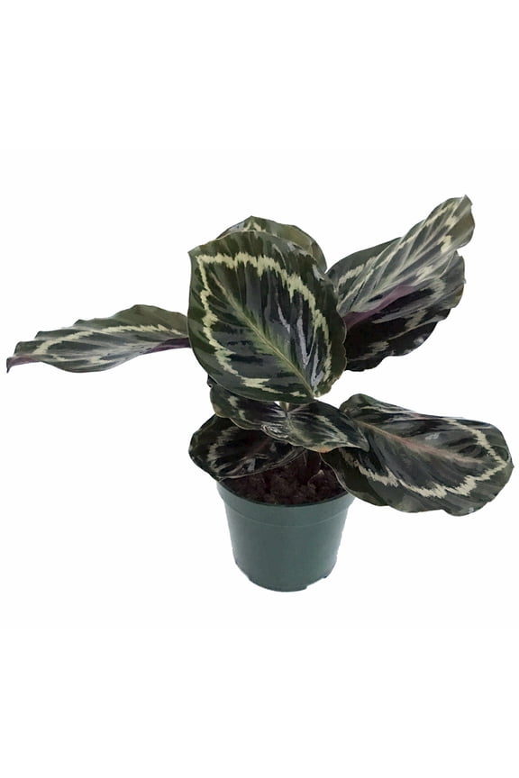 Medallion Prayer Plant - Calathea - Easy House Plant - 4" Pot