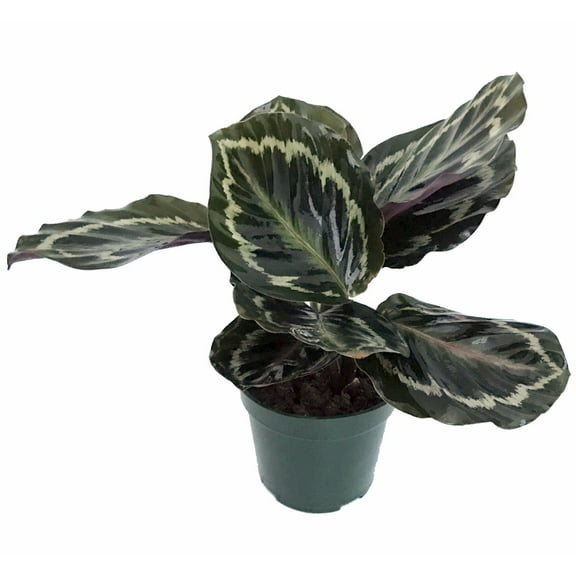 Medallion Prayer Plant - Calathea - Easy House Plant - 4" Pot