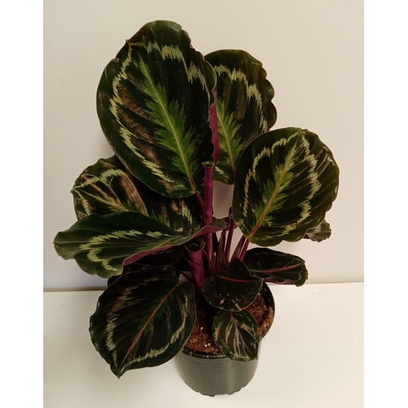 RedCrocus Medallion Prayer Plant Calathea 'Medallion' for Indoor Gardens 6" Pot