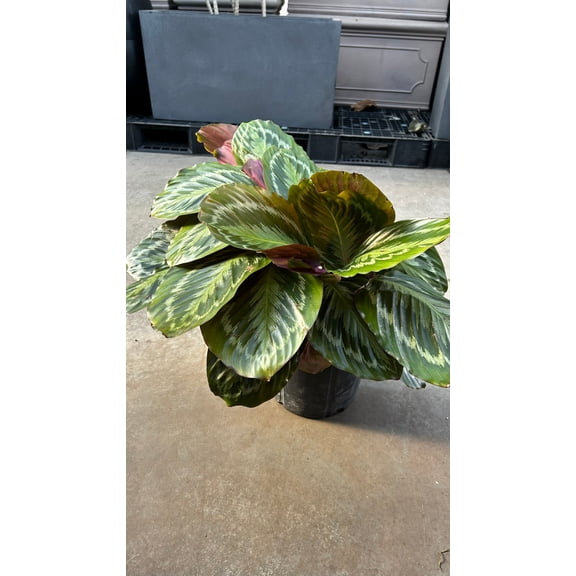 RedCrocus Medallion Prayer Plant Calathea | Lush Indoor Foliage, Decorative Houseplant for Shaded Spaces 10" Pot