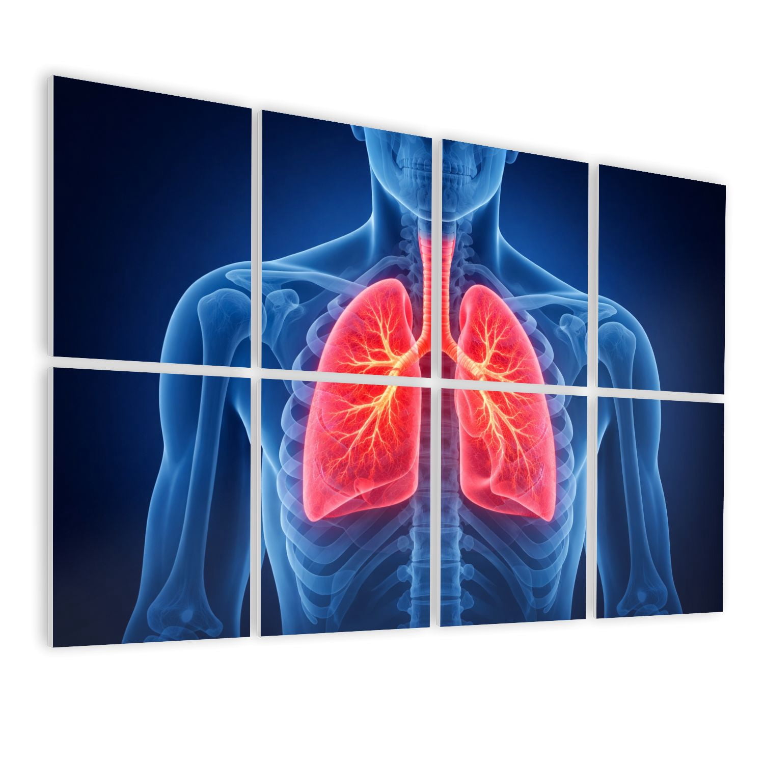 Medical 8 Pack Art Acoustic Panels Sound Absorbing Human Anatomy Lungs Detailed Structure Decorative Soundproof Wall Panels Self Adhesive for Classroom Hospital 48"x32"