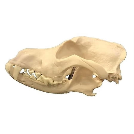 Medical Anatomical Canine (Dog) Skull Model, Life Size