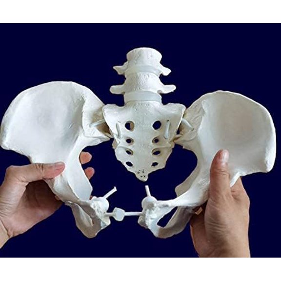 Medical Anatomical Female Pelvis with 4th 5th Vertebrae, Flexible, Elastic Band Connected with Movable Joint, Life Size