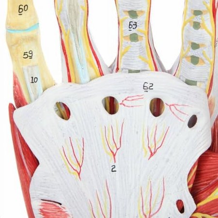 Medical Anatomical Hand Skeleton Model with Ligaments, Muscles, Nerves and Arteries, 7-Part, Life Size