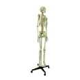 thumbnail image 1 of Medical Anatomical Human Skeleton Model Medical Teaching AIDS Specimen Model, 1 of 10