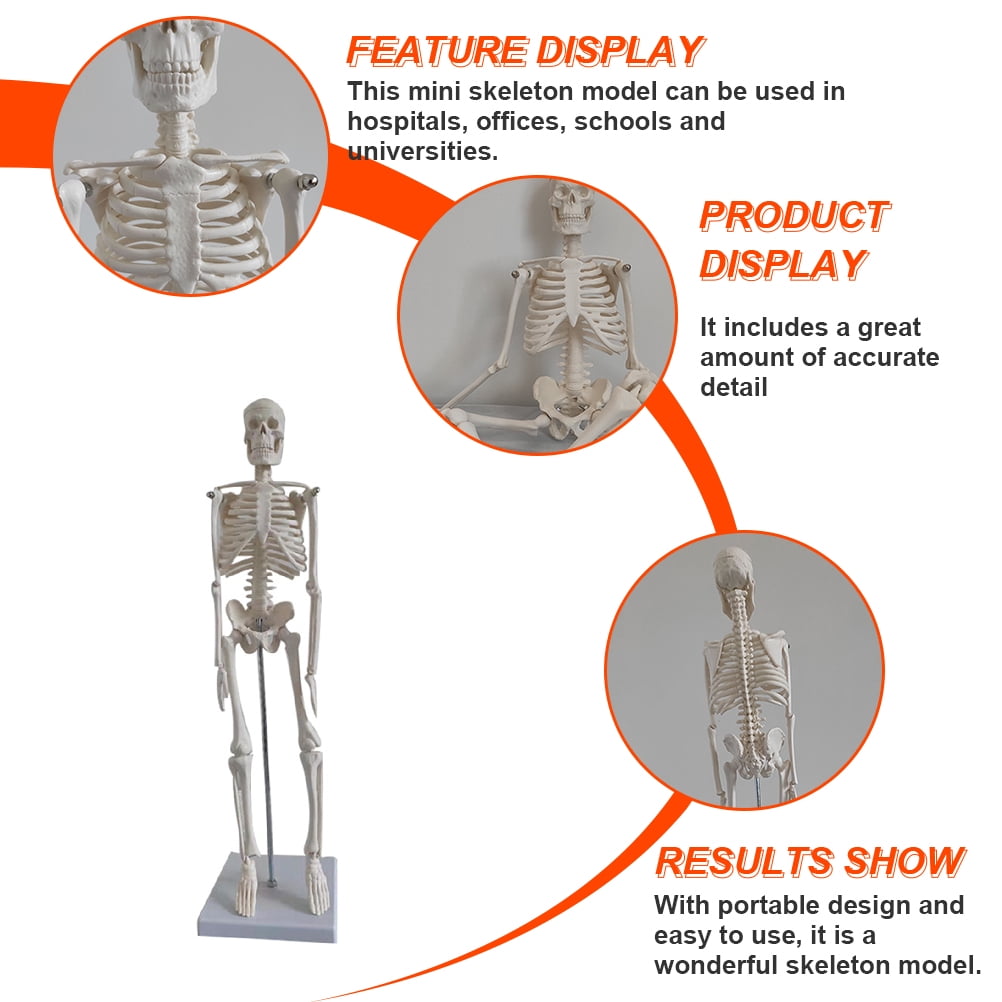 Medical Anatomical Skeleton Human Skeleton Model Scientific Model for