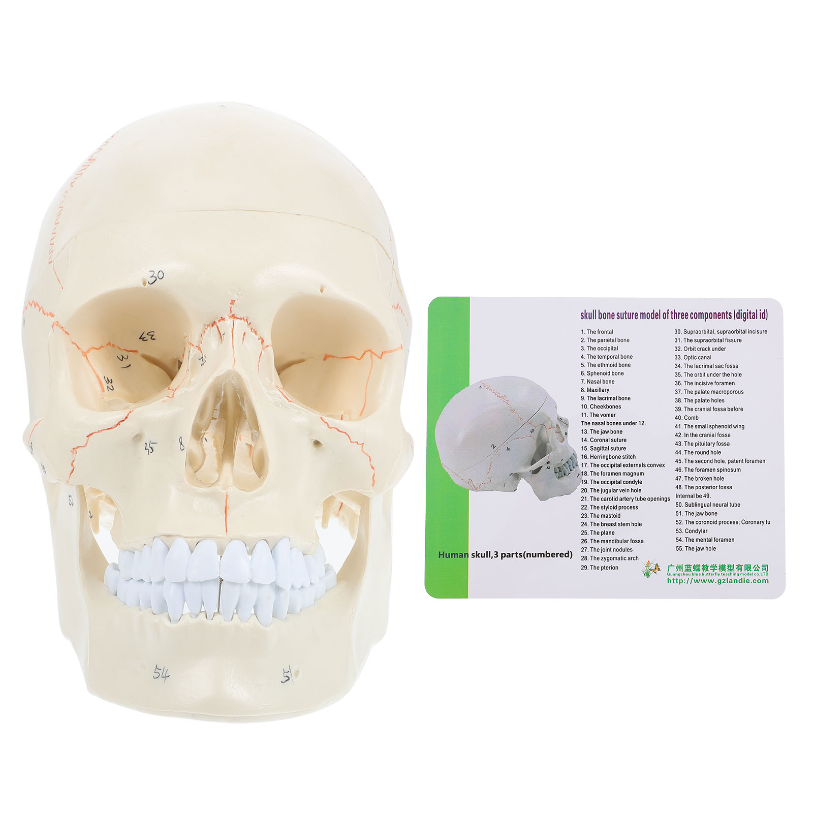 Medical Anatomical Skull Model Human Skull Head Model Skull Anatomical