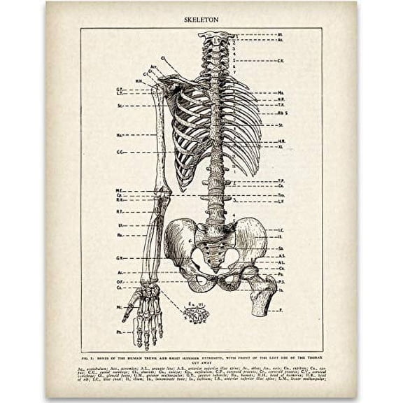 Medical Book Skeleton Torso - 11x14 Unframed Art Print - Great Gift for Medical and Nursing Students