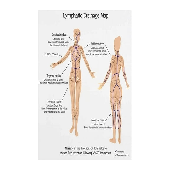 Medical Education Wall Art Lymphatic System Anatomy Poster Informative Human Body Chart Canvas Print for Nursing Student or Office Decor
