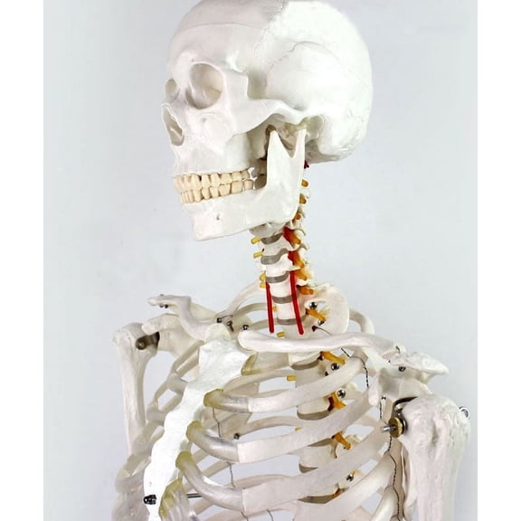 Medical Full Body Anatomical Human Skeleton Model on Stand Display Stand New
