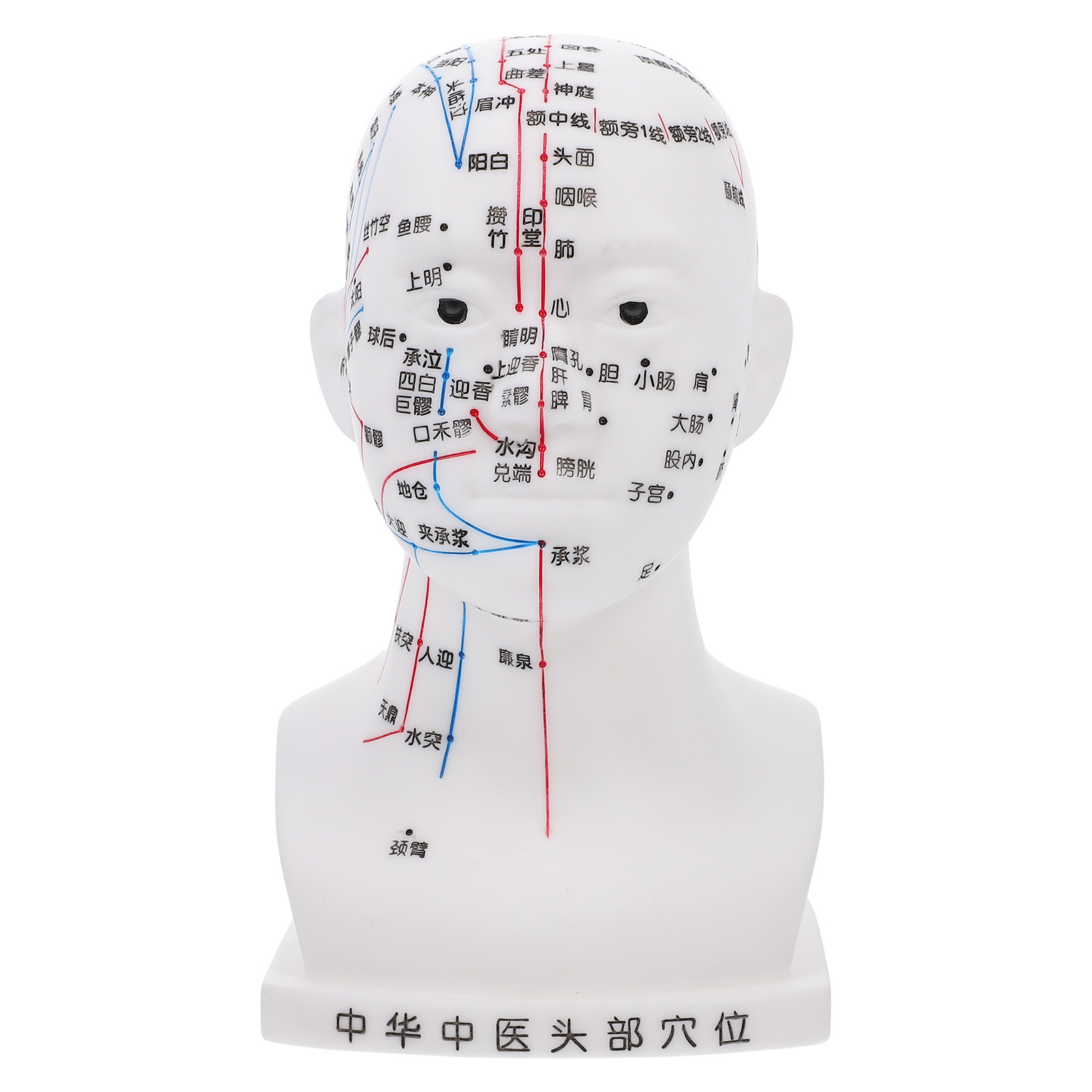 Medical Head Acupuncture Model High Definition Face Facial Acupoint