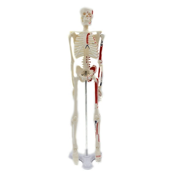 Medical Human Skeleton Model for Anatomy 17.72'' Full Body Human Skeleton Model with Movable Arms and Legs for w/ B