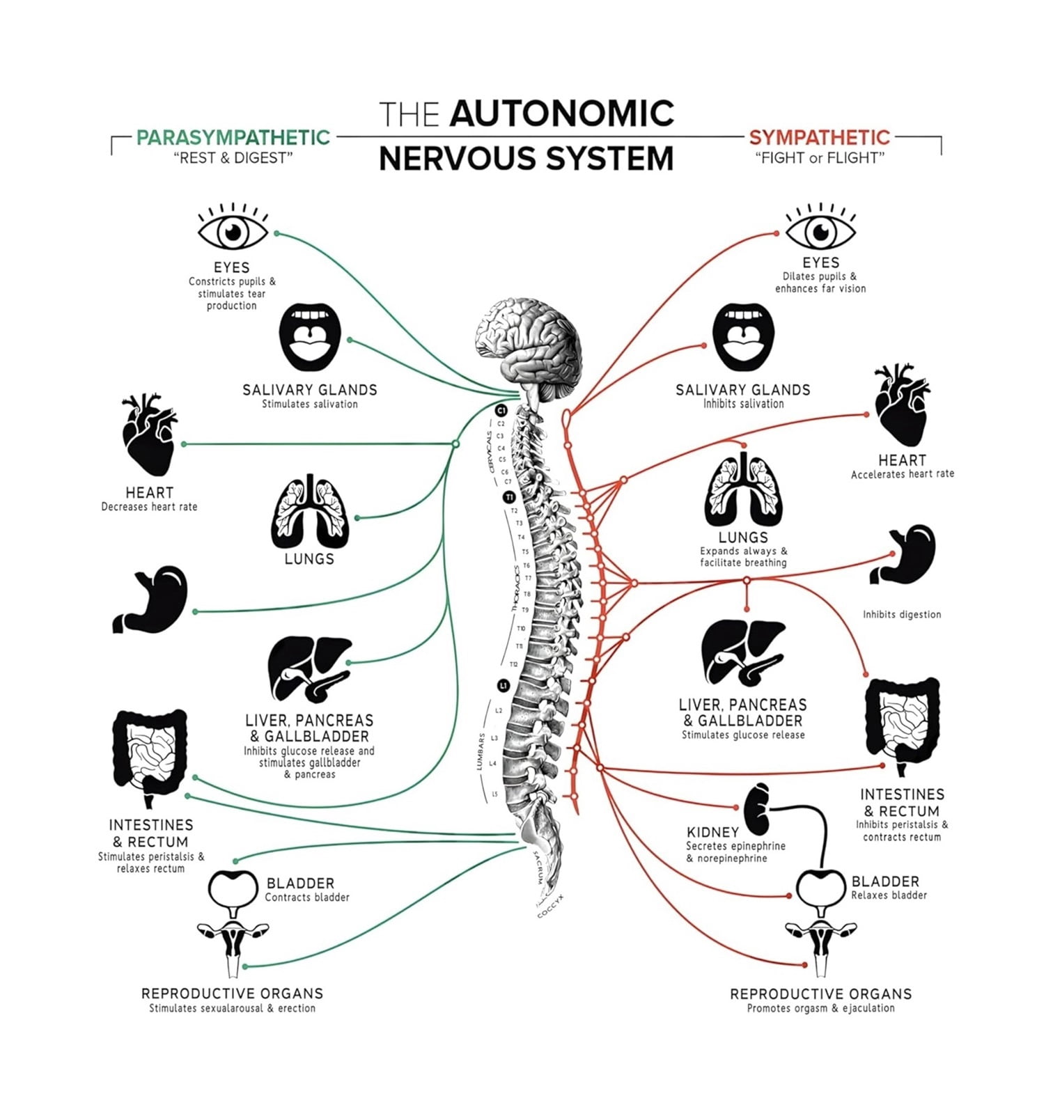 Medical Knowledge Poster Autonomic Nervous System Chart with Vagus