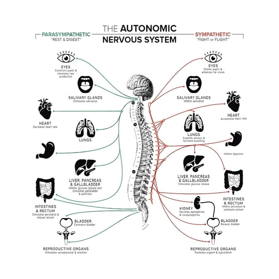 Medical Knowledge Poster Autonomic Nervous System Chart with Vagus Nerve Anatomy and Spinal Pathways for Chiropractic Office Educational Vertical Canvas