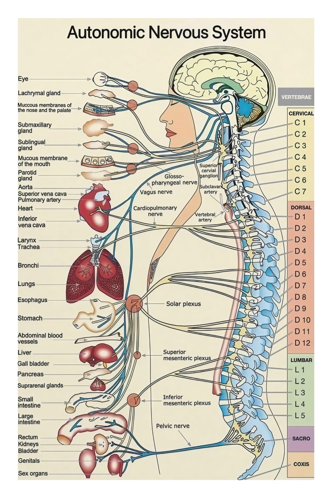 Medical Neuroscience Education Poster Canvas Painting Autonomic Nervous ...