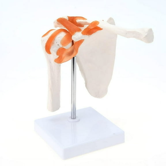 Medical Shoulder Anatomy Model with Functional Ligaments, Shoulder Joint Model for Medical Teaching Display Model