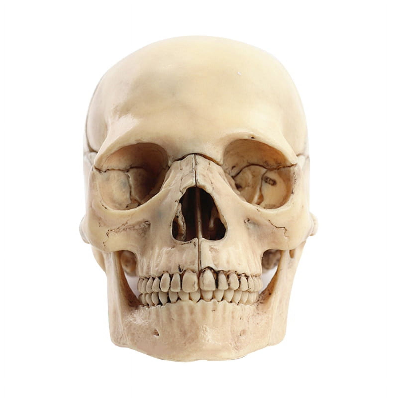 Medical-Skull Human Body Model Education Skull 1:2 for Student Teaching Study Assembling Model,Primary Color