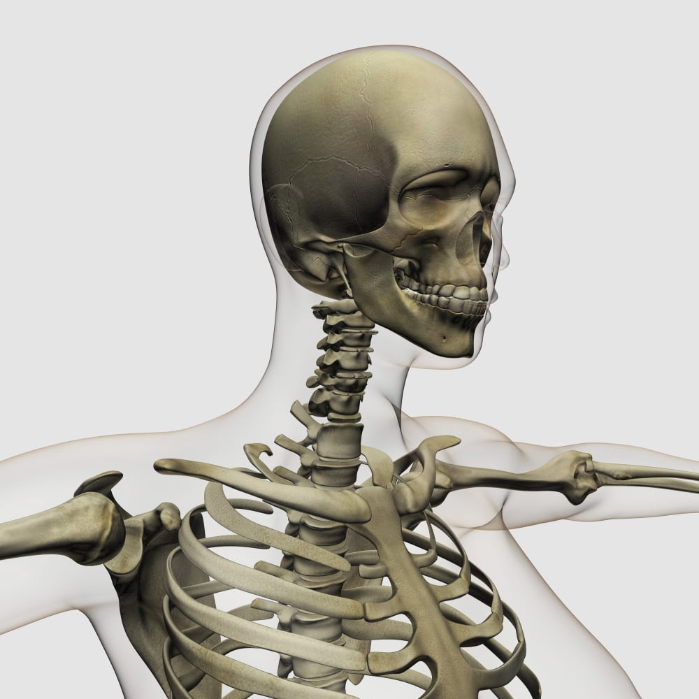 Medical illustration of a womans skull and skeletal system Canvas Art - Stocktrek Images (29 x 29)