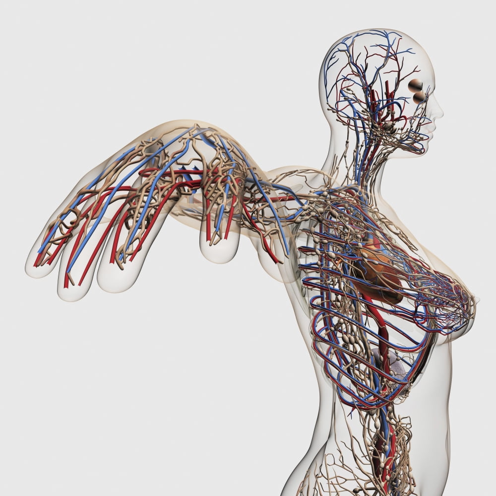 Medical illustration of arteries veins and lymphatic system in female chest area Canvas Art - Stocktrek Images (29 x 29)