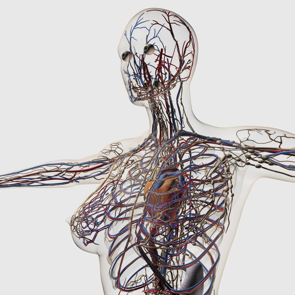Medical illustration of arteries veins and lymphatic system in female chest area Canvas Art - Stocktrek Images (29 x 29)
