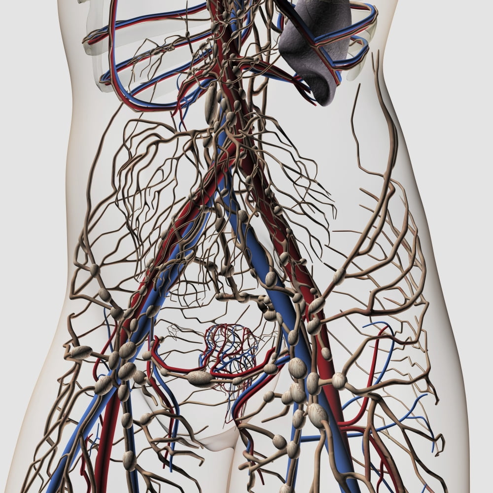 Medical illustration of arteries veins and lymphatic system in female midsection Canvas Art - Stocktrek Images (29 x 29)