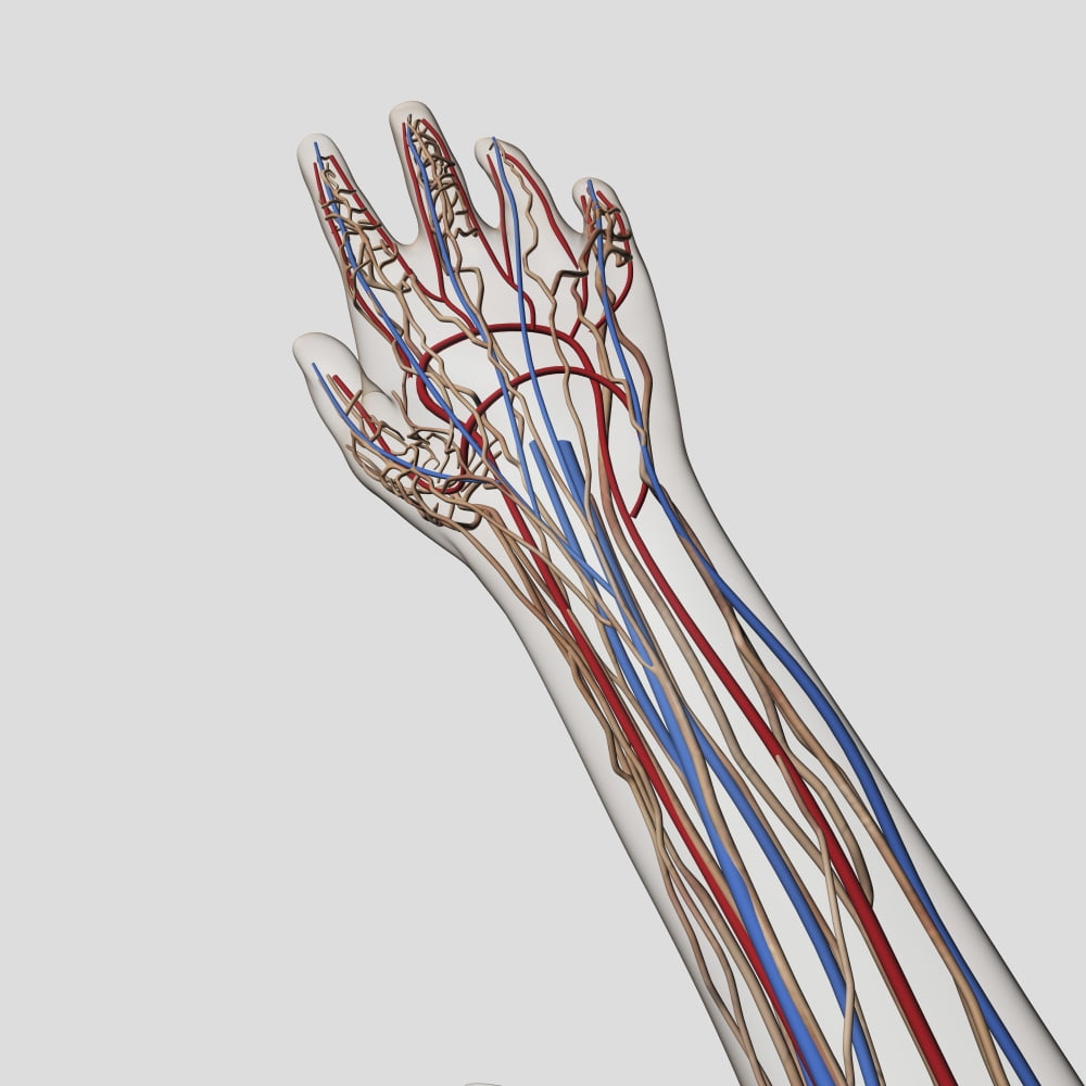 Medical illustration of arteries veins and lymphatic system in hand and arm Canvas Art - Stocktrek Images (29 x 29)