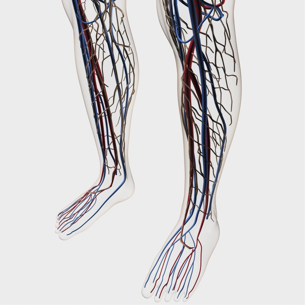 Medical illustration of arteries veins and lymphatic system in human legs Canvas Art - Stocktrek Images (29 x 29)