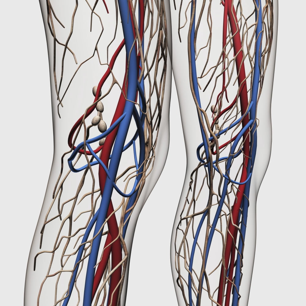Medical illustration of arteries veins and lymphatic system in human legs Canvas Art - Stocktrek Images (29 x 29)