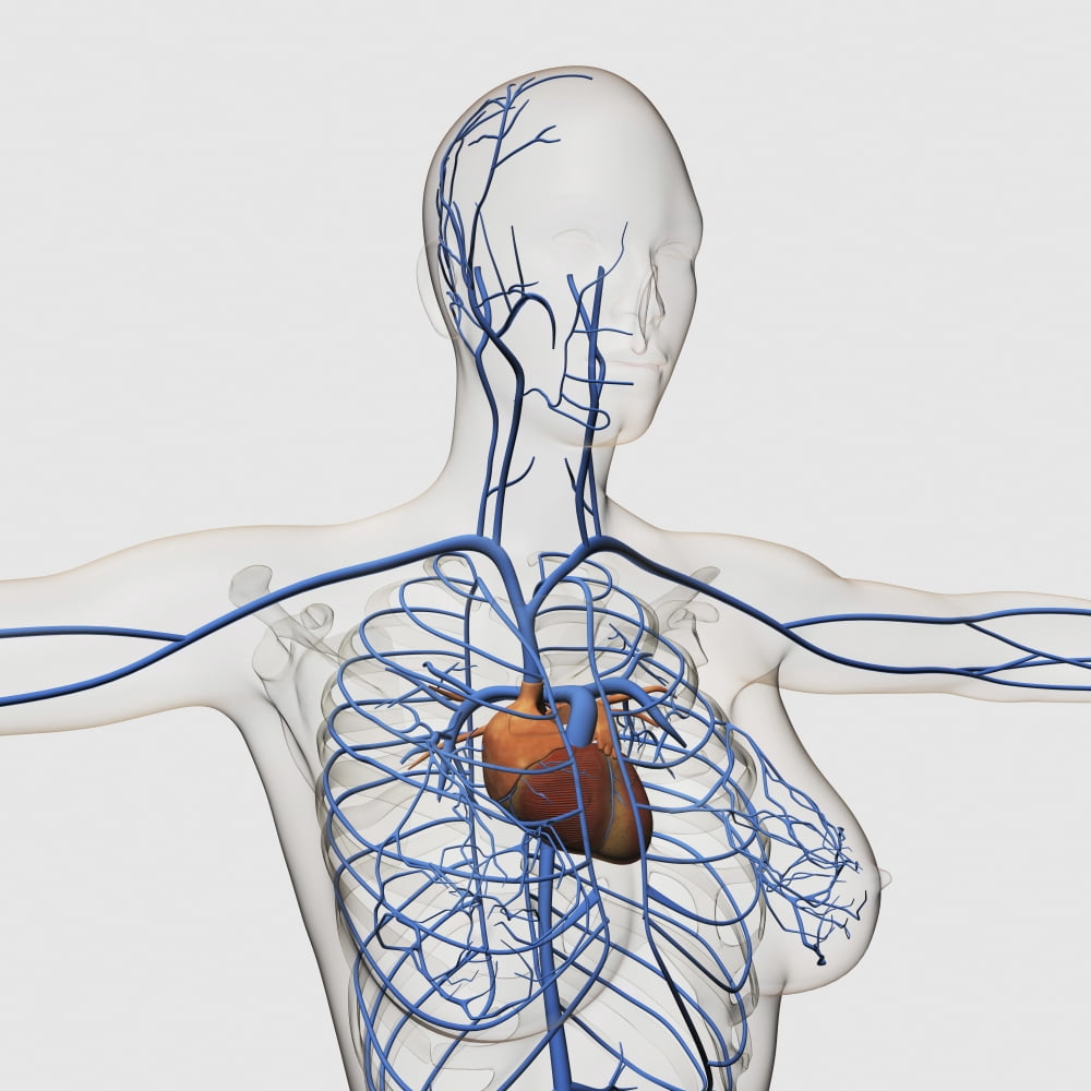 Medical illustration of circulatory system with heart and veins Canvas Art - Stocktrek Images (29 x 29)