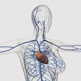 thumbnail image 1 of Medical illustration of circulatory system with heart and veins Poster Print, 1 of 2