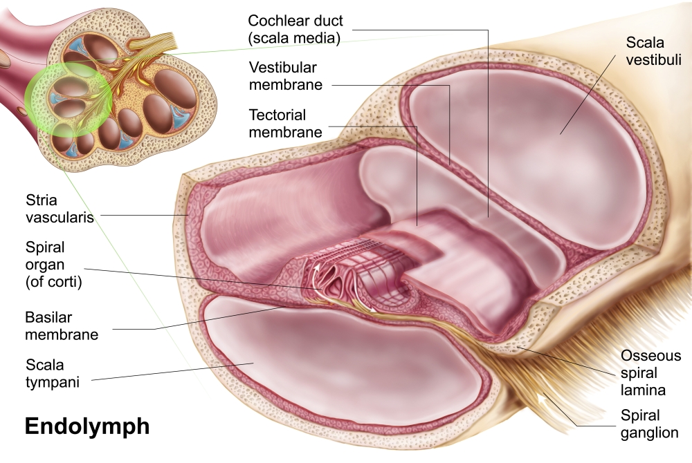 Medical illustration of endolymph in the membranous labyrinth of the inner ear Canvas Art - Stocktrek Images (18 x 12)