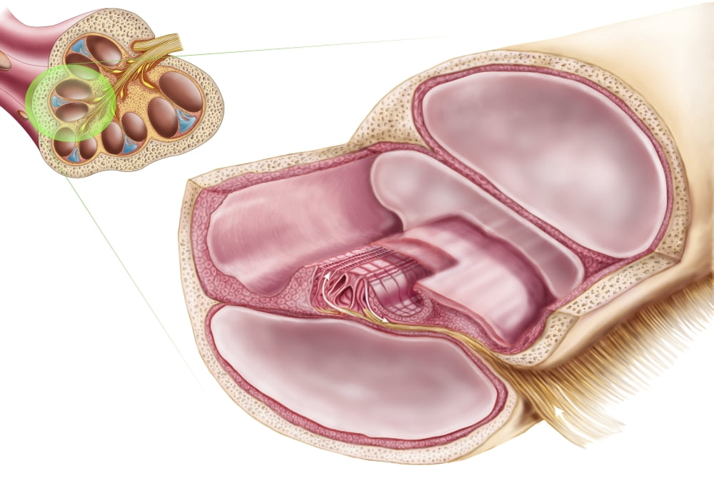 Medical illustration of endolymph in the membranous labyrinth of the inner ear Canvas Art - Stocktrek Images (35 x 24)
