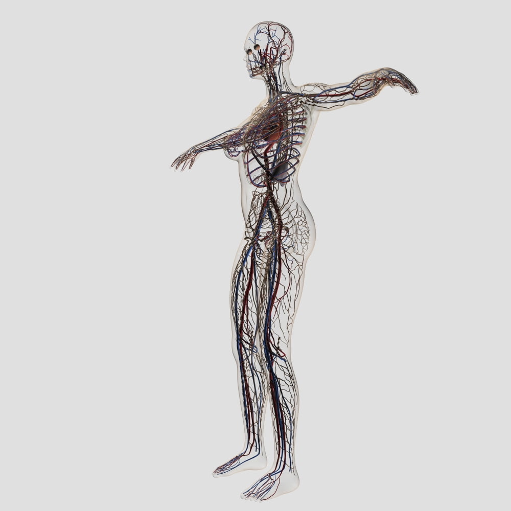 Medical illustration of female arteries veins and lymphatic system Canvas Art - Stocktrek Images (29 x 29)
