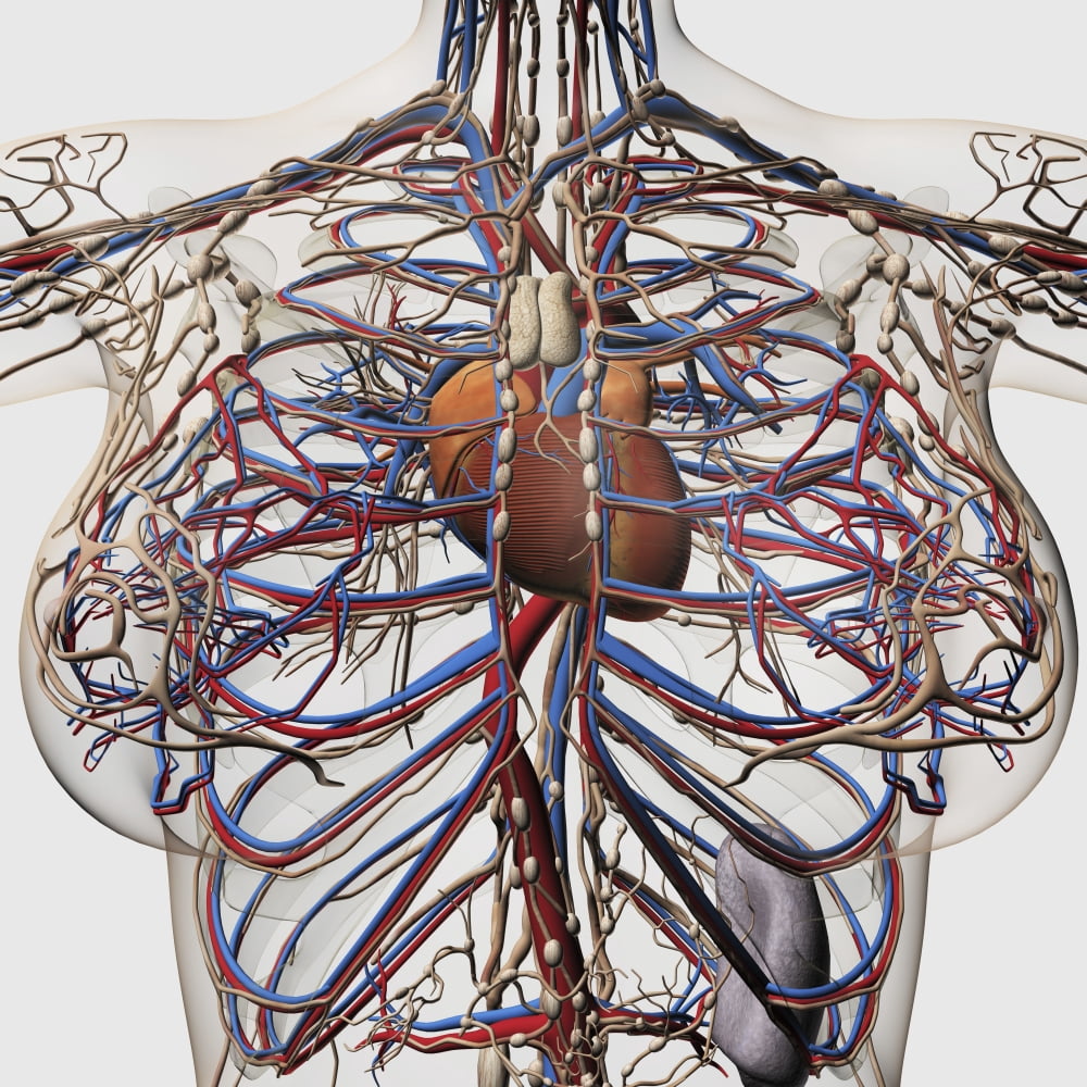 Medical illustration of female breast arteries veins and lymphatic system Canvas Art - Stocktrek Images (29 x 29)