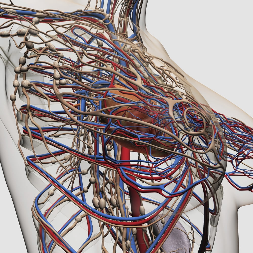 Medical illustration of female breast arteries veins and lymphatic system Canvas Art - Stocktrek Images (29 x 29)