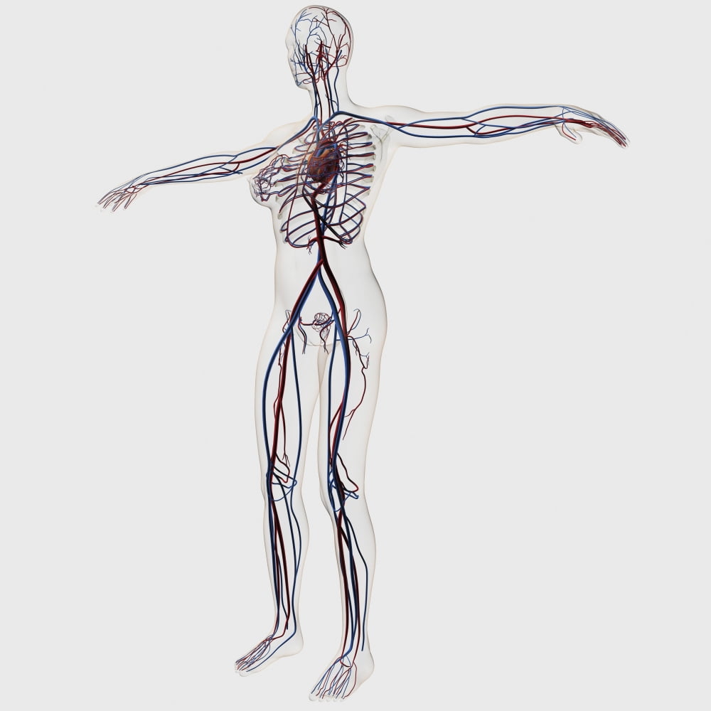 Medical illustration of female circulatory system Canvas Art - Stocktrek Images (29 x 29)