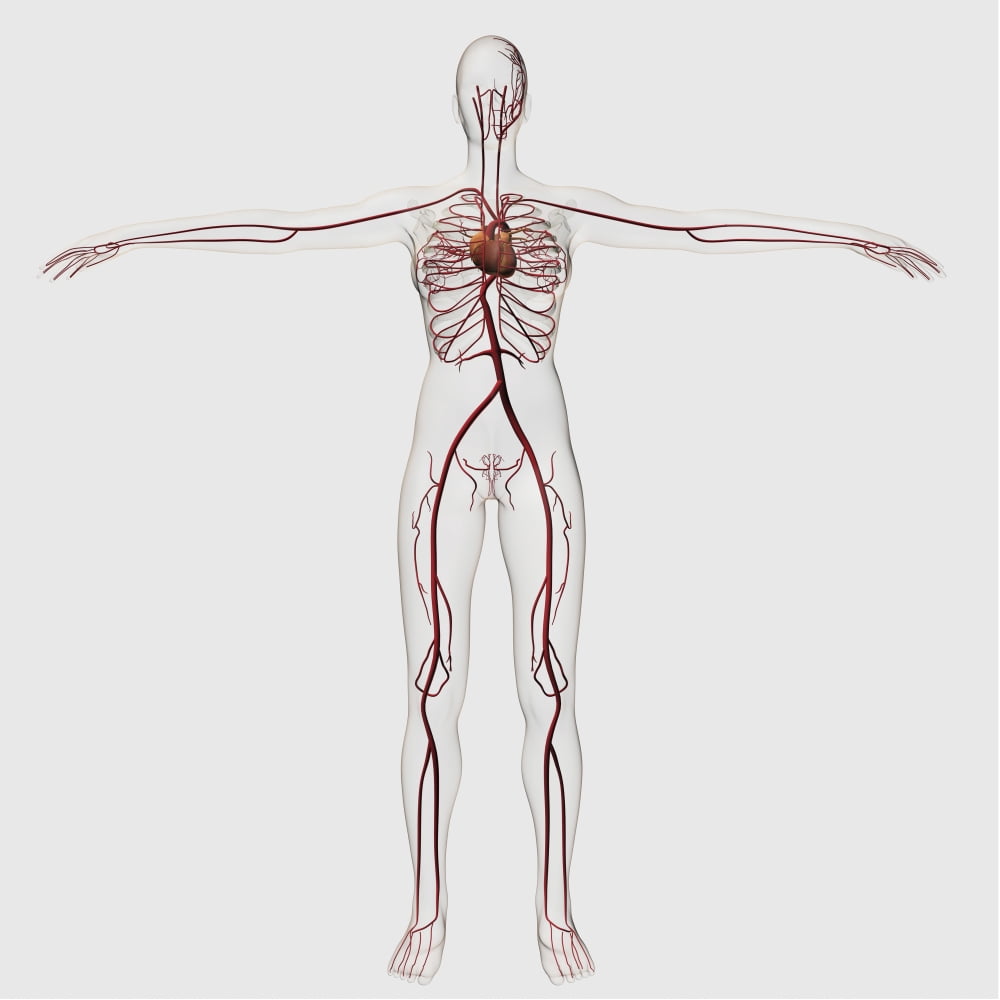 Medical illustration of female circulatory system with heart and arteries Canvas Art - Stocktrek Images (29 x 29)